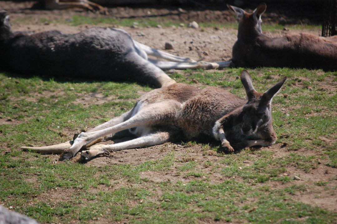 Chris Dix's album, Capron Park Zoo