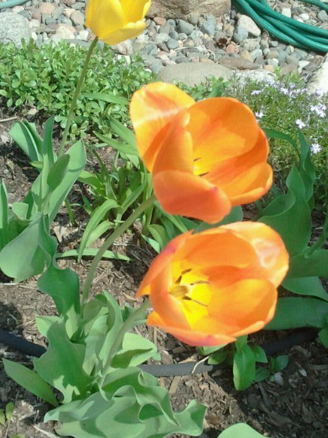 Kathi Blakely's album, Mobile Uploads