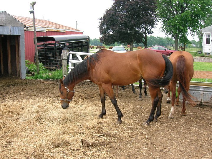 Jeff Reed's album, Horses - April 30, 2011