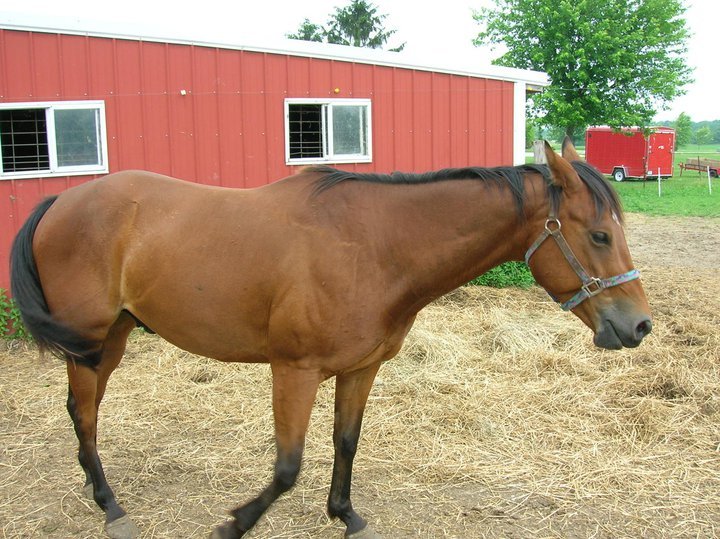 Jeff Reed's album, Horses - April 30, 2011