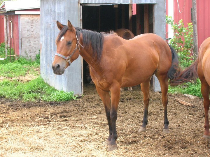 Jeff Reed's album, Horses - April 30, 2011