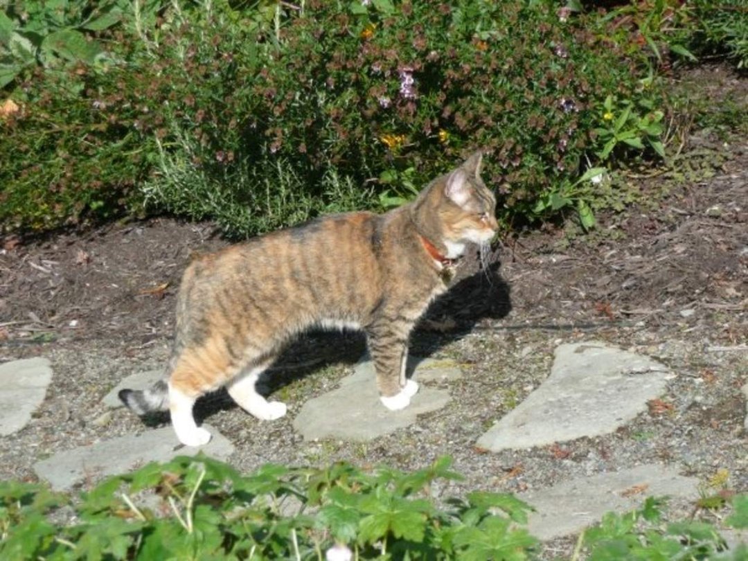Dan Sivertsen's album, Z Cats