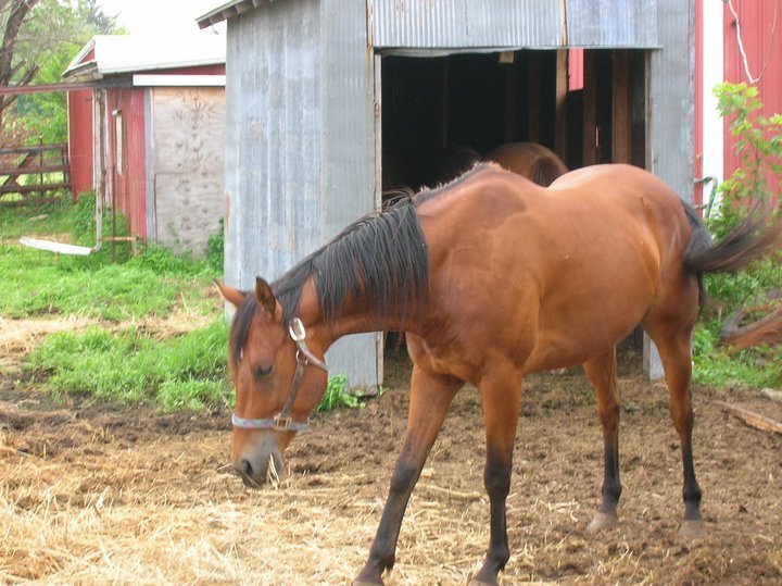 Jeff Reed's album, Horses - April 30, 2011