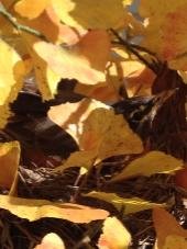 Eric Savidge's album, Mobile Uploads