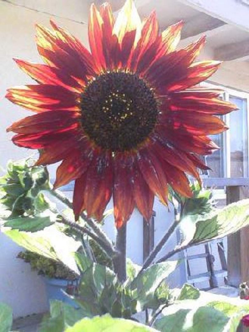 Annette DeHate's album, Mobile Uploads