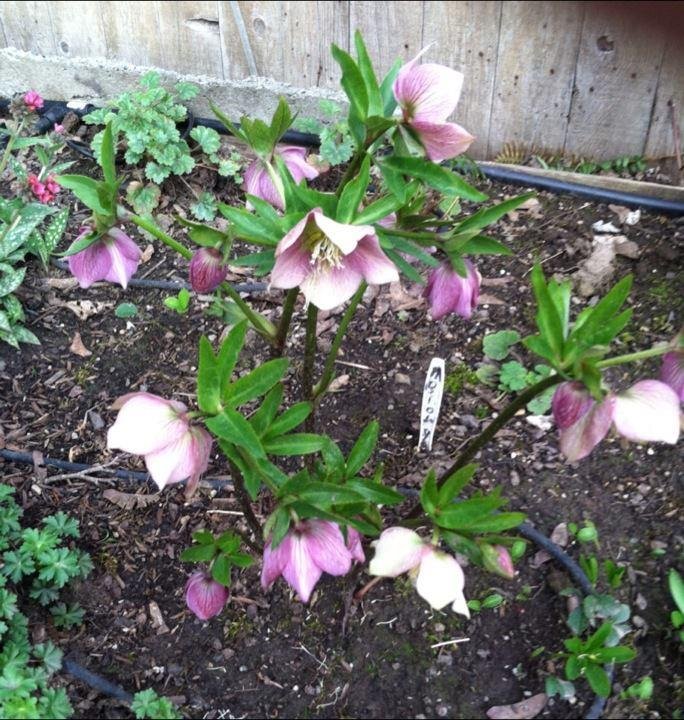 Donna Soderberg's album, iOS Photos