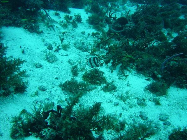 Michael Cochran's album, Underwater Cozumel