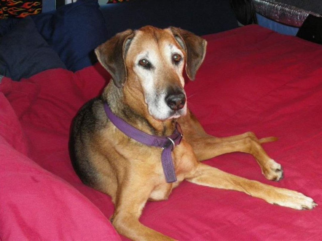 Jay Morford's album, Sadie Ladie, The Original "Roo" 1995 - 2011