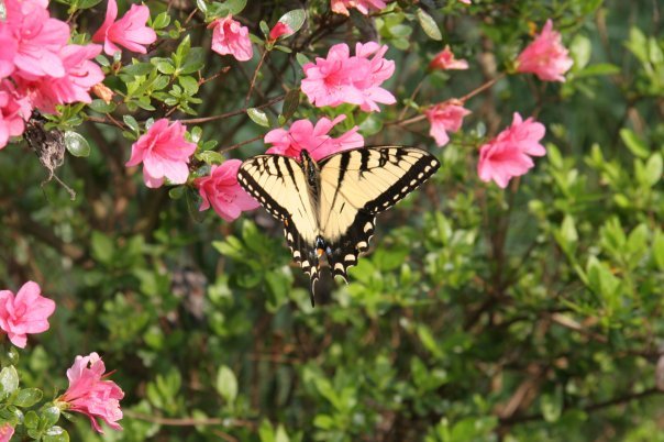 Susan Dickerson's album, susan's photos