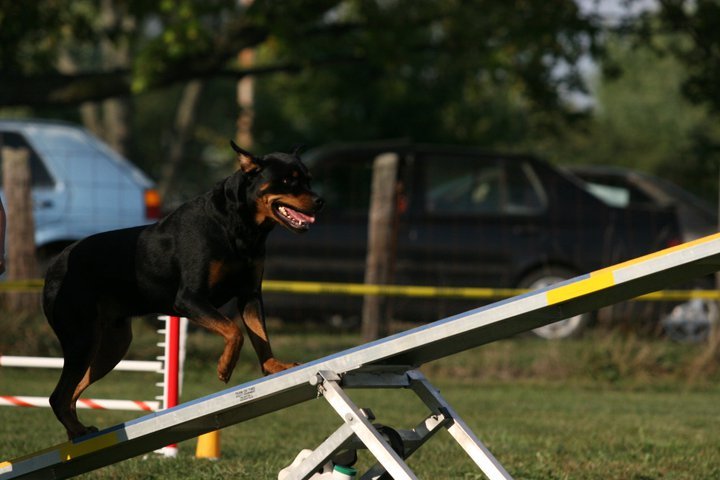 Heather Cotterman's album, In Memory of Woody "Buckeye's Bounding Glory