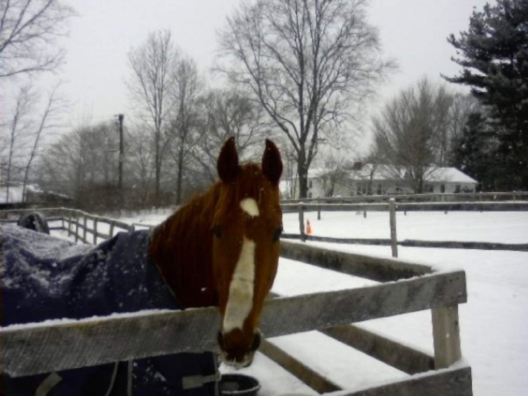 John O'donnell's album, winter at the barn 2