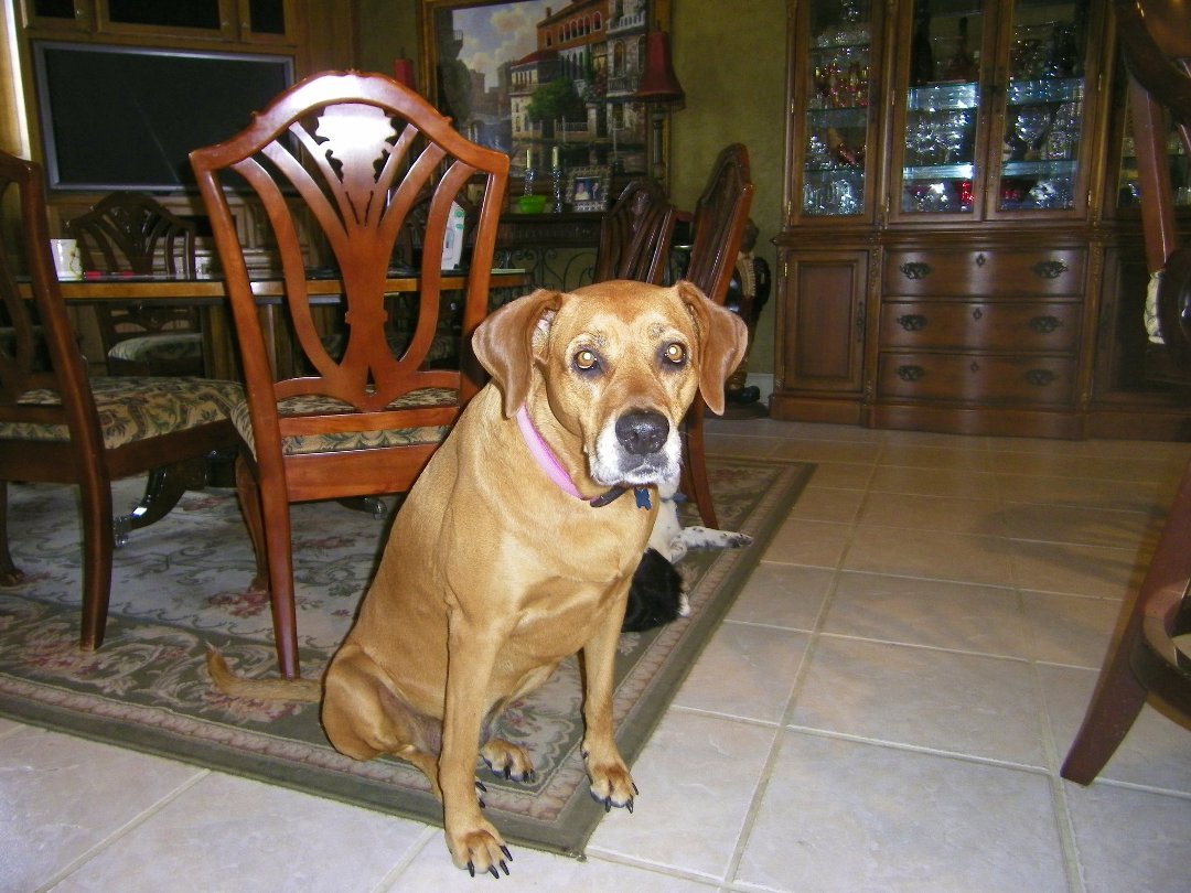Ruth Jendrick's album, 7-28-2011 TX