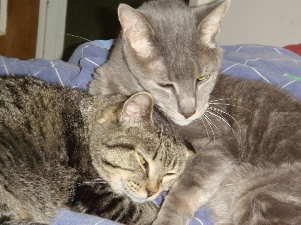 Prudence Labelle's album, cats