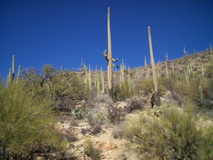 Jerry Nelson Sr's album, Arizona