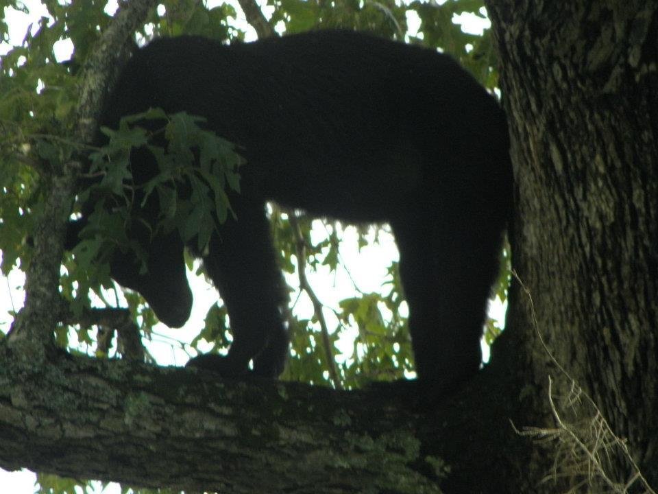 Tami Motes' album, Bears in a tree
