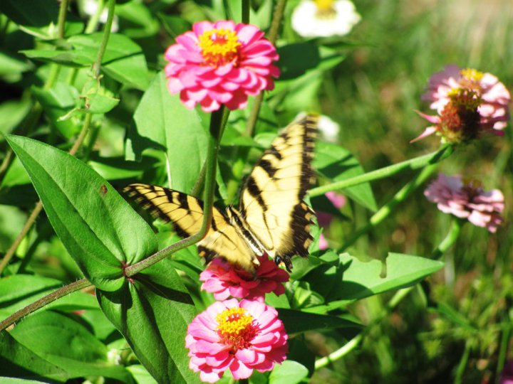 Julia Belisario's album, Butterflies in Bill's Garden