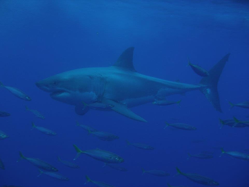 John Ayres' album, Isla Guadalupe