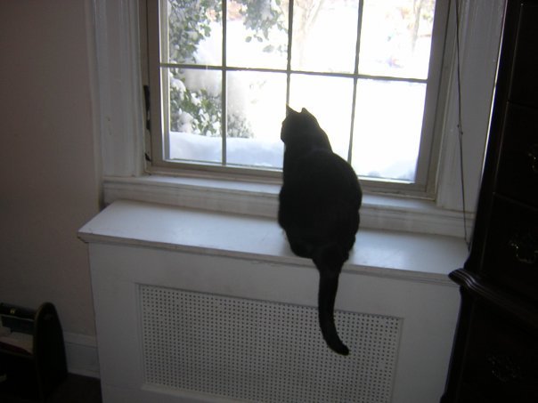 Michael Segle's album, Blizzard Cats