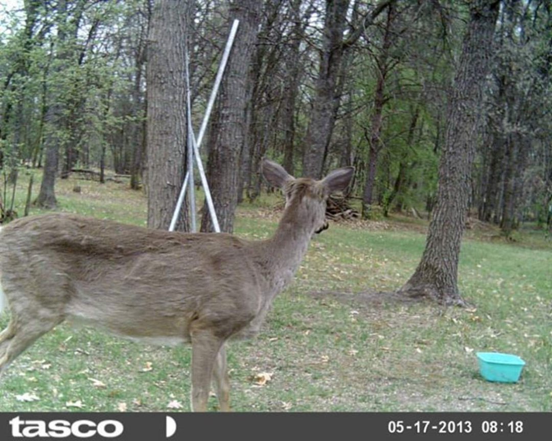Sandra Jobe's album, wildlife in front yard