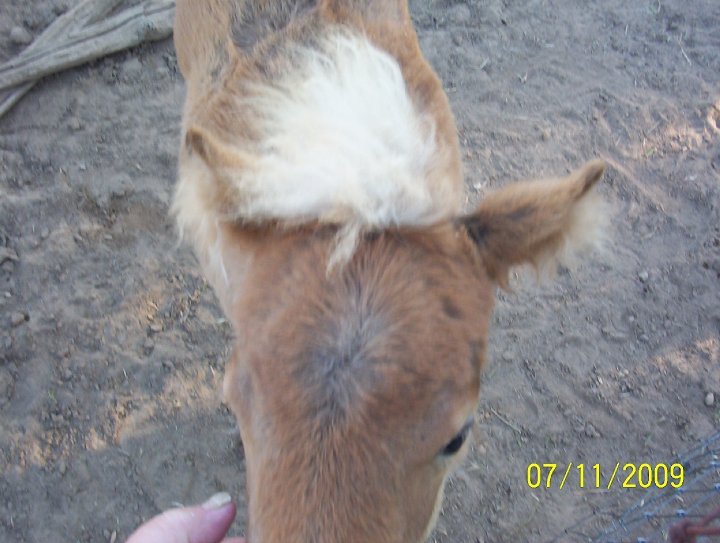 Kathy Grim's album, pets, pets and more pets