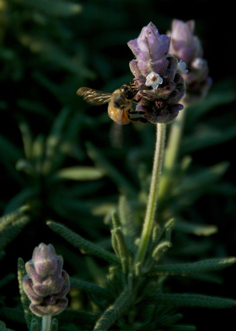 Mike Hamby's album, Bee Cause