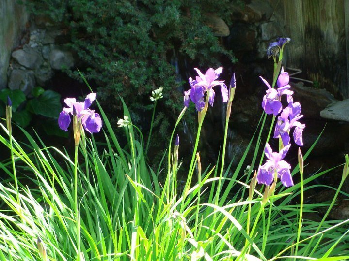 Dennis Harding's album, Photos1