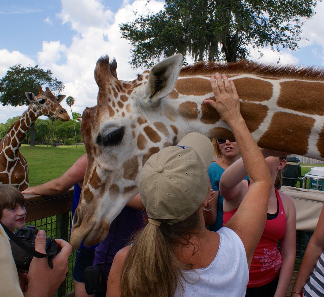 Jon Cluff's album, Busch Gardens Safari