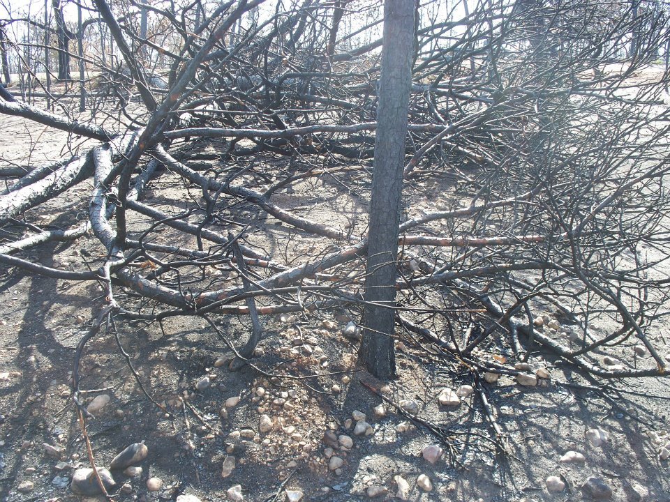 Al Brien's album, Bastrop Roadside Fire Damage