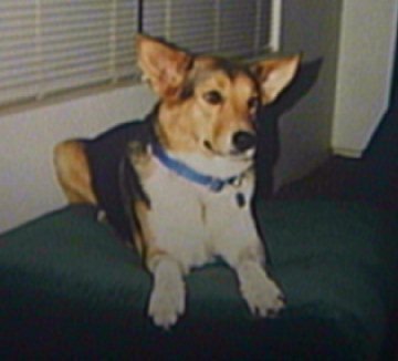 Ralph Harvey's album, Barney Memories
