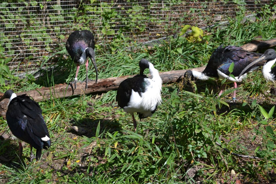 Chris Ames' album, Boys day at Zoo 2012