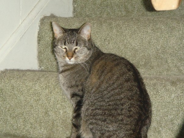 Prudence Labelle's album, cats
