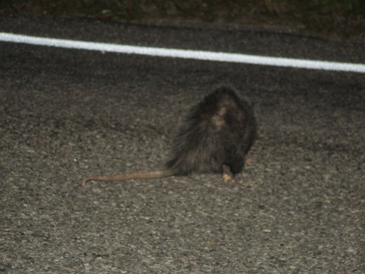 J B's album, Road Kill Album
