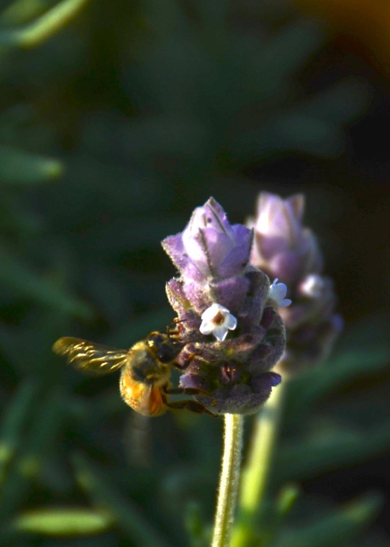 Mike Hamby's album, Bee Cause