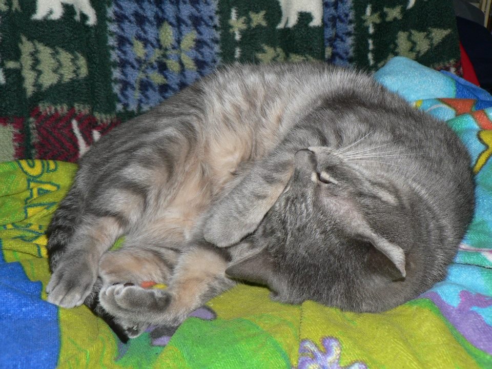 Peter Hibbard's album, Our Cats