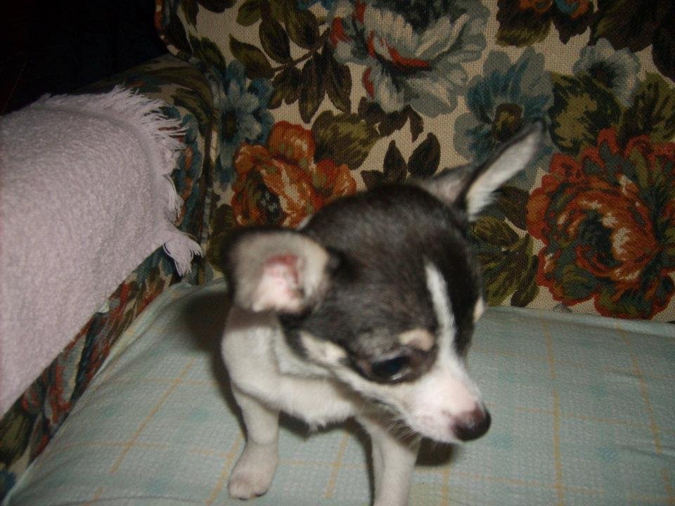 Ruby Pickens' album, Dog Pictures