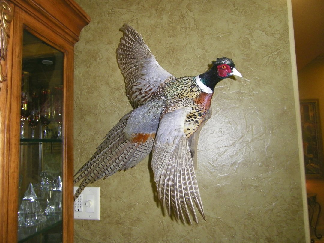 Ruth Jendrick's album, 7-28-2011 TX