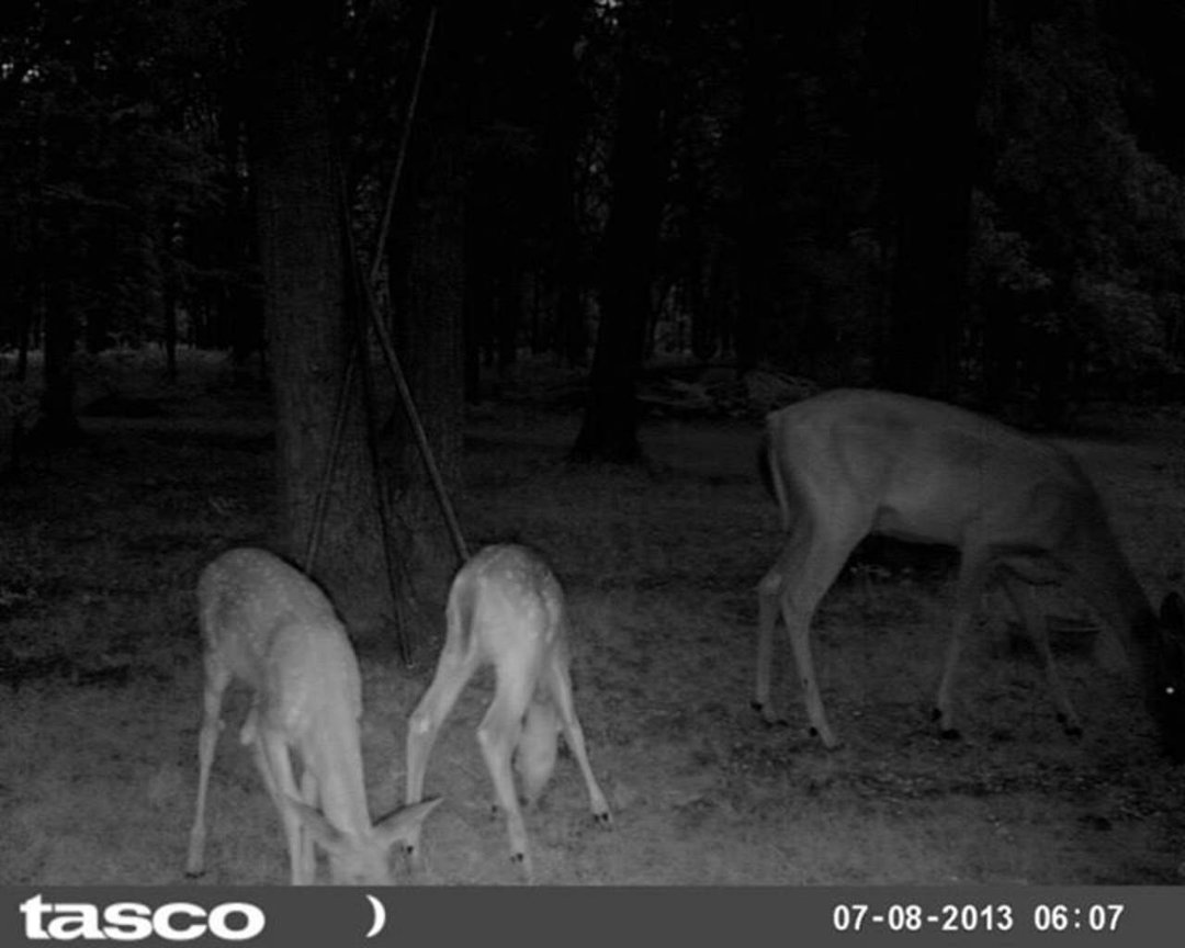 Sandra Jobe's album, wildlife in front yard