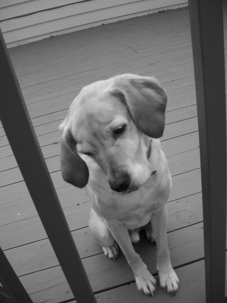 Margo Gibson's album, Best of buddy