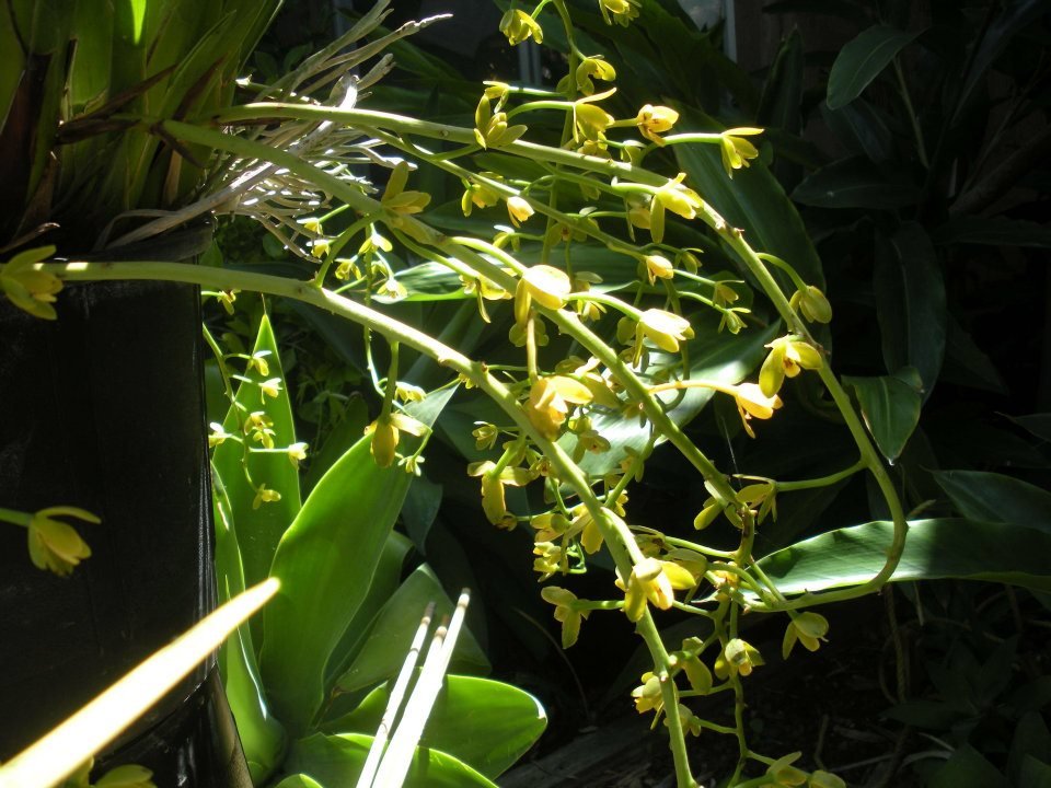 Henry Duterte's album, Santa Barbara Summer Orchid Fair 2012