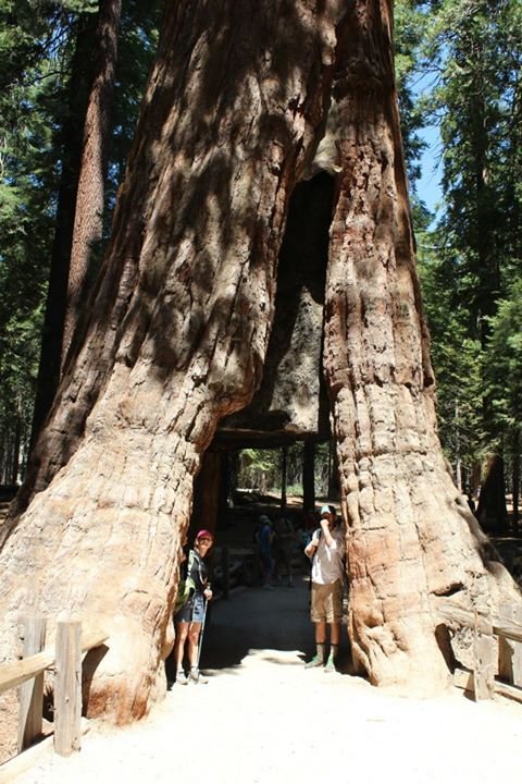 Cynthia Hare's album, Camping in Yosemite