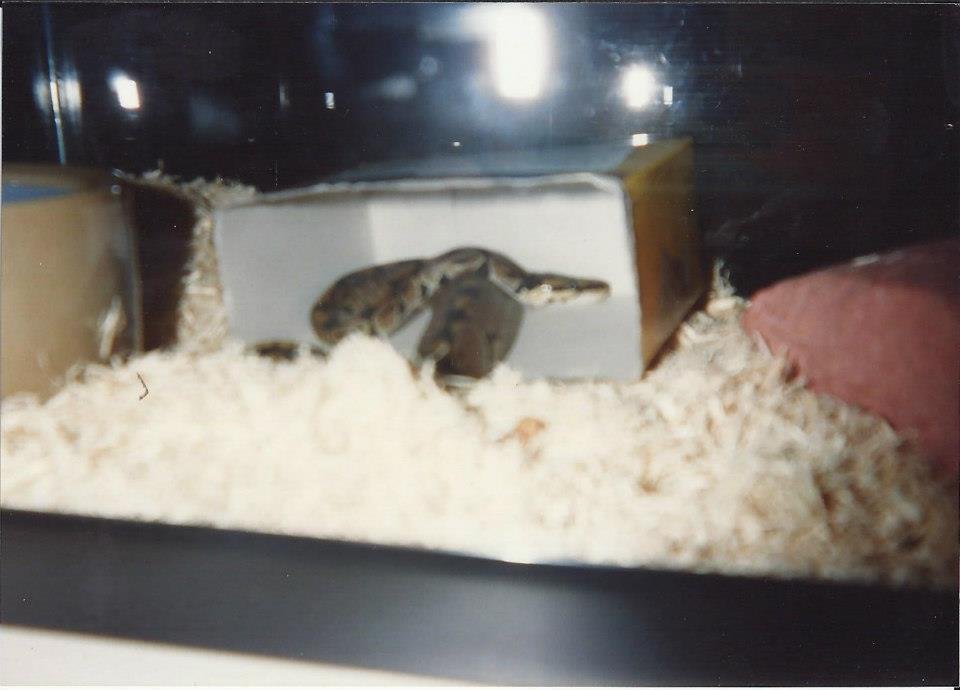 Edwin Rock's album, My Pets from college