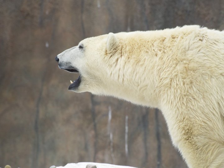 Anthony Carmichael's album, Detroit Zoo