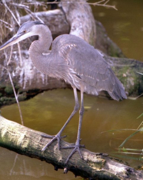 John James' album, Zoo Diego