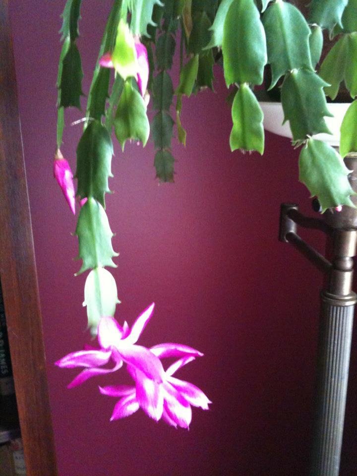 Sherry Wetz's album, Mobile Uploads