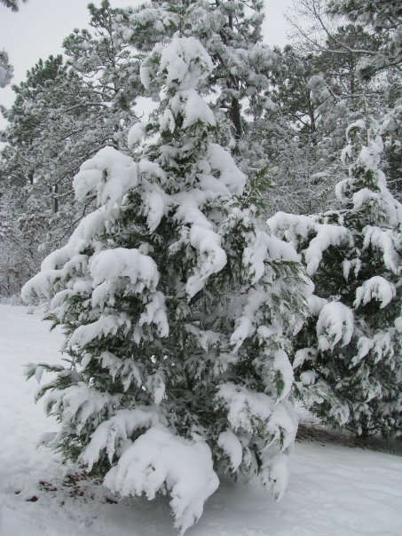 William Cecchini's album, Winter in North Carolina