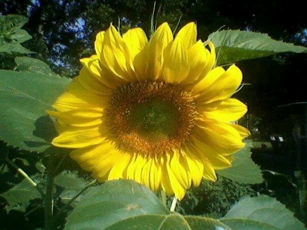 Sharron Wilhelm's album, Cover Photos