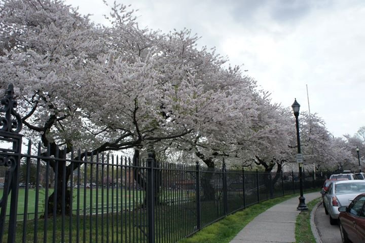 Vicky Chalk's album, Cherry blossoms in the Oval