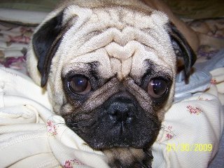 Sherry Melancon's album, Profile Pictures