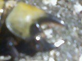 Aaron Mullin's album, Bugs!