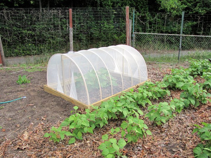 Rudy Volkmann's album, vine borer barrier